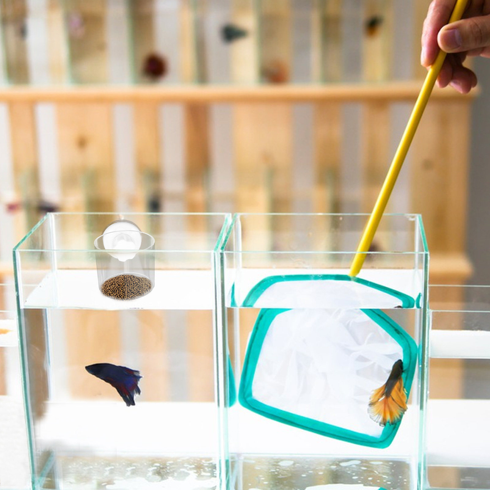 Aquarium Fish Keeping - Anillo de alimentación para acuario, círculo