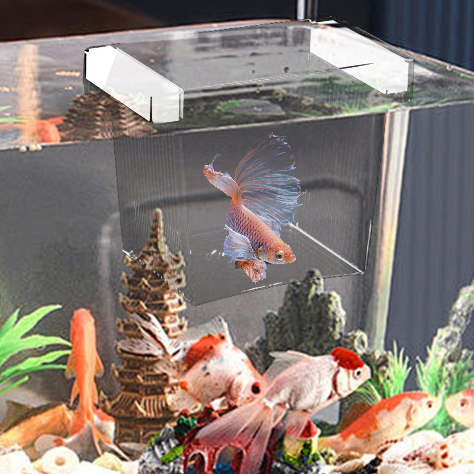 Caja de cría de peces, caja de - Aquarium Fish Betta reseña y precio