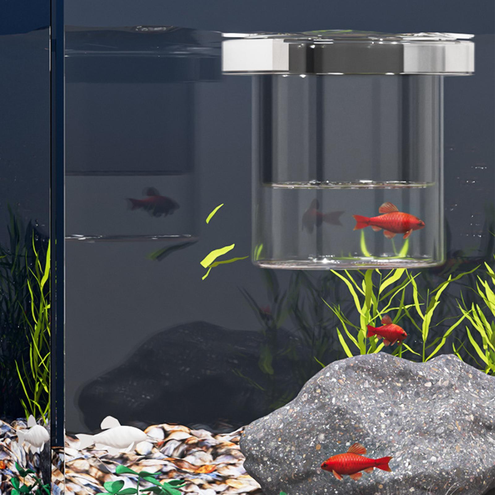 Caja de cría de peces, caja de - Aquarium Fish Betta reseña y precio