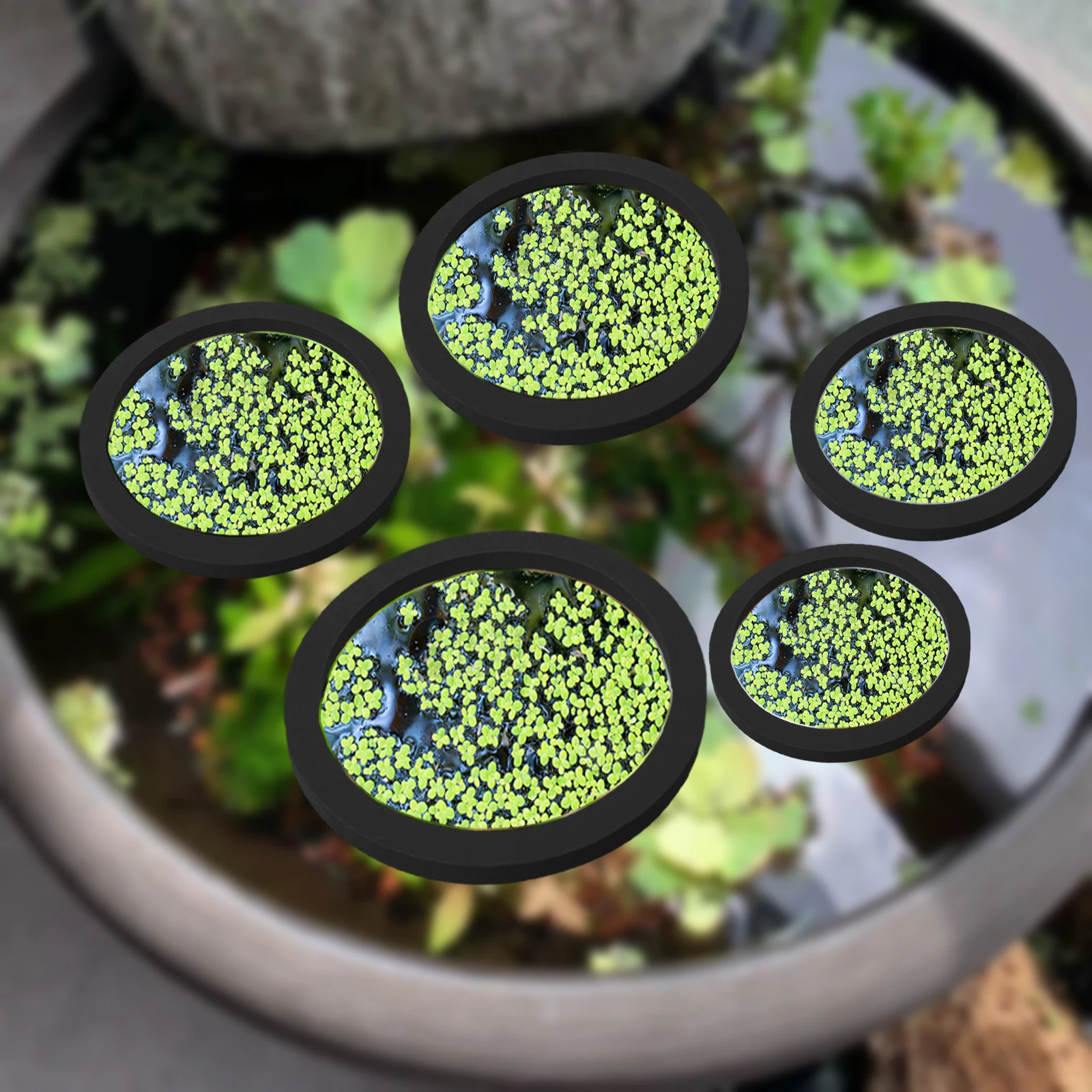 5 uds EVA anillo de alimentaci - Aquarium Fish Tank reseña y precio